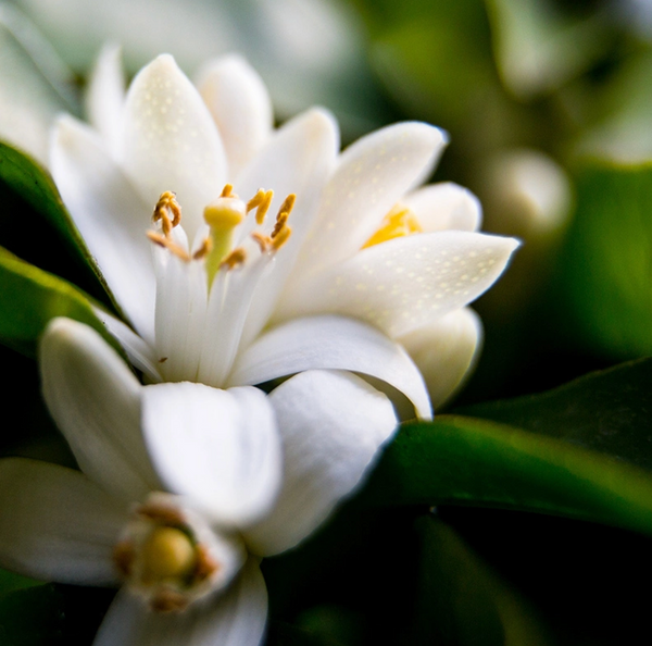 Neroli & White Jasmine